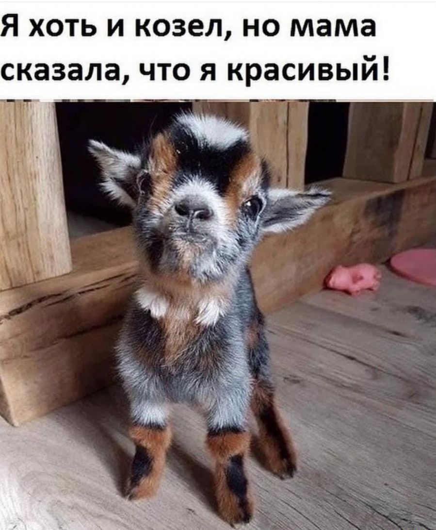 Я ХОТЬ И козел НО мама сказала ЧТО Я красивый