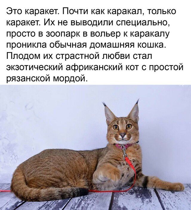 Это каракет Почти как каракап только каракет Их не выводили специально просто в зоопарк в вольер к каракалу проникла обычная домашняя кошка Плодом их страстной любви стал экзотический африканский кот с простой рязанской мордой