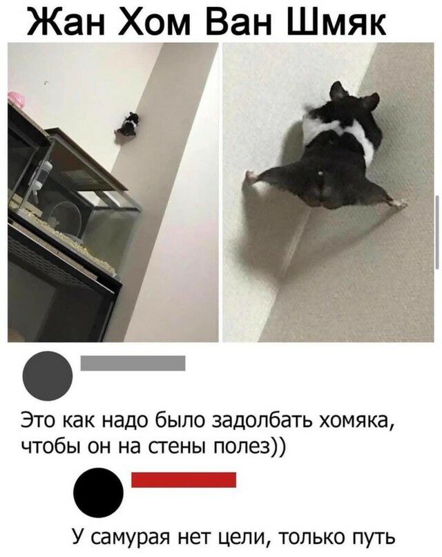 Жан ХодВан Шмяк _ Это как надо было задолбать хомяка чтобы он на сгены полез У самурая нет цели только путь