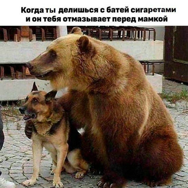 Когда ты депишься батей сигаретами и он тебя отмазывает перед мамкой