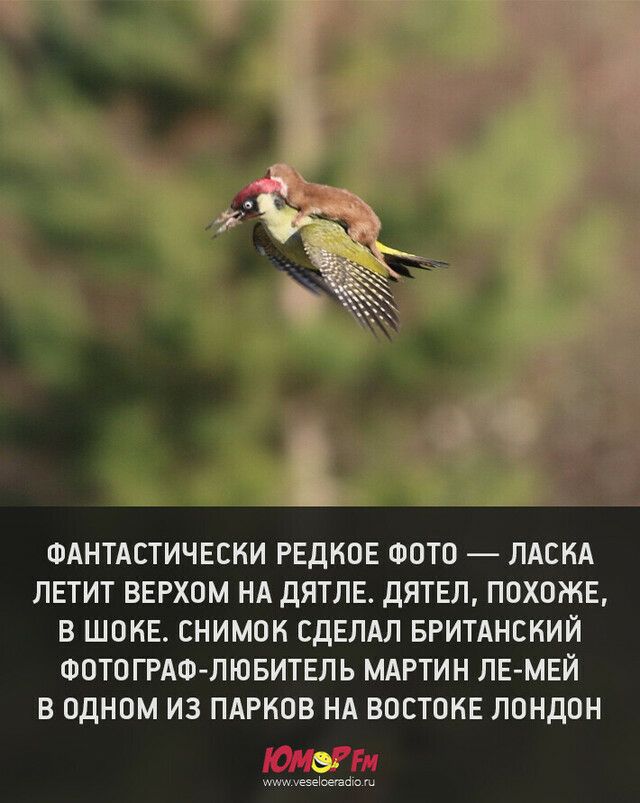ФАНТАСТИЧЕСКИ РЕДКОЕ ФОТО ЛАСКА ЛЕТИТ ВЕРХОМ НА ДЯТЛЕ ДЯТЕЛ ПОХОЖЕ В ШОКЕ СНИМОК СДЕЛАЛ БРИТАНСКИЙ ФОТОГРАФЛЮБИТЕЛЬ МАРТИН ЛЕМЕЙ В ОДНОМ ИЗ ПАРКОВ НА ВОСТОКЕ ЛОНДОН Еэасеъй э