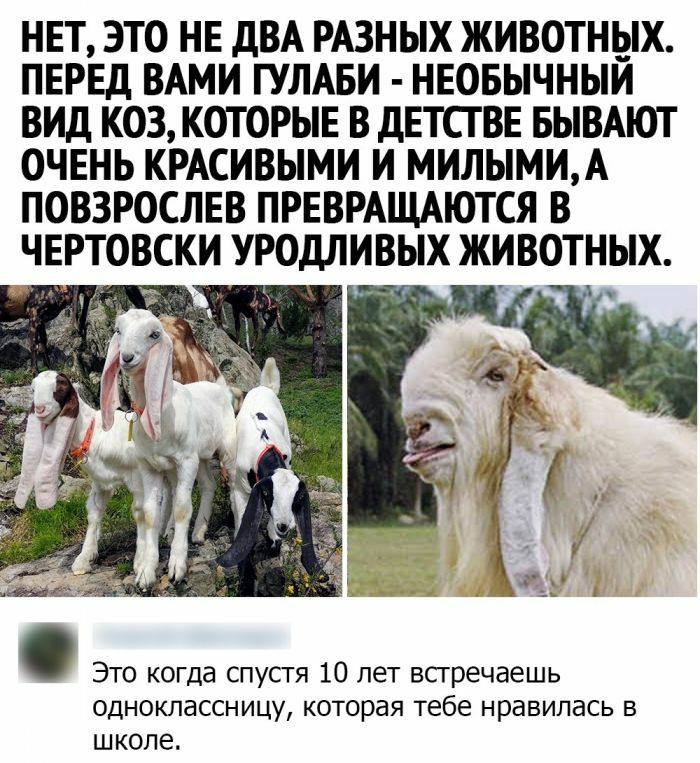 НЕТ ЭТО НЕ дВА РАЗНЫХ ЖИВОТНЫХ ПЕРЕД ВАМИ ГУЛАБИ НЕОБЫЧНЫИ ВИД КОЗ КОТОРЫЕ В дЕТСТВЕ БЫВАЮТ ОЧЕНЬ КРАСИВЫМИ И МИЛЫМИА ПОВЗРОСЛЕВ ПРЕВРАЩАЮТСЯ В ЧЕРТОВСКИ УРОДЛИВЫХ ЖИВОТНЫХ аь Это когда спусгя 10 лет всгречаешь одноклассницу которая тебе нравилась в школе