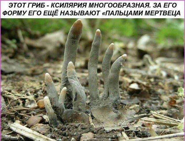 ЭТОТ ГРИБ КСИЛЯРИЯ МНОГООБРАЗНАЯ ЗА ЕГО ФОРМУ ЕГО ЕЩЁ НАЗЫВАЮТ ПАЛЬЦАМИ МЕРТВЕЦА