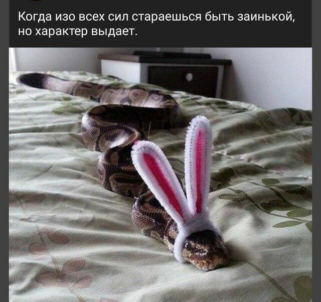 Когда изо всех сил стараешься быть заинькой но характер выдает