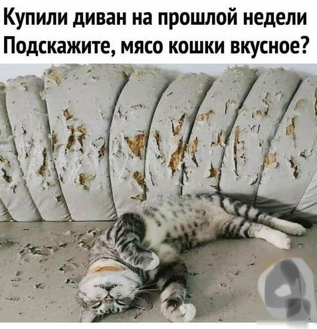 Купили диван на прошлой недели Подскажите мясо кошки вкусное _ А