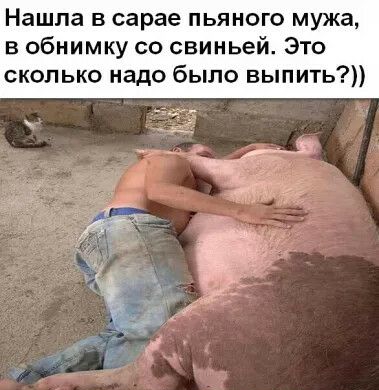 Нашла в сарае пьяного мужа в обнимку со свиньей Это сколько надо было выпить