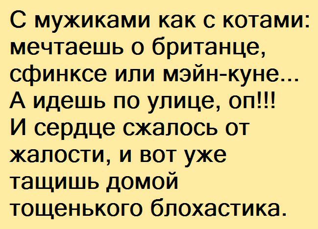 С мужиками как с котами мечтаешь о британце сфинксе или мэйн куне А идешь по улице оп И сердце сжалось от жалости и вот уже тащишь домой тощенького блохастика