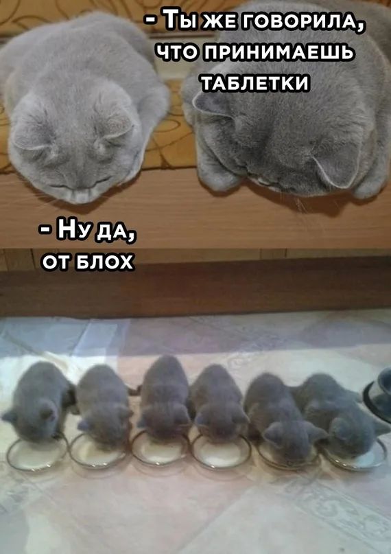 7 Ты жвігов _шш НУ дА от БЛОХ