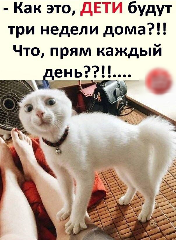 Как это Ёі будут три недели дома Что прям каждый