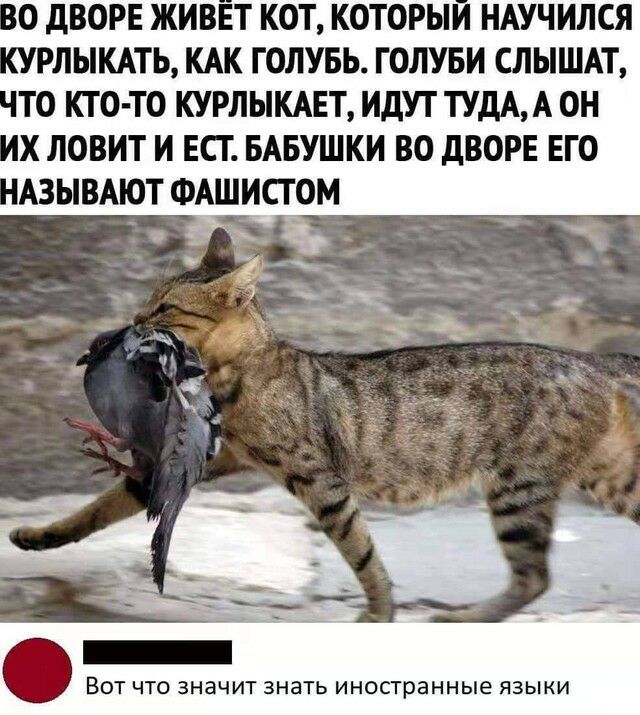 ТО КТО ТО КУРЛЫКАЕТ ИДУТ ТУДАА ОН Х ЛОВИТ И ЕСГ БАБУШКИ ВО дВОРЕ ЕГО АЗЫВАЮТ ФАШИСТОМ ВОТ ЧТО ЗНЗЧИТ ЗНЗТЬ ИНОСТРЭННЫЕ ЯЗЫКИ