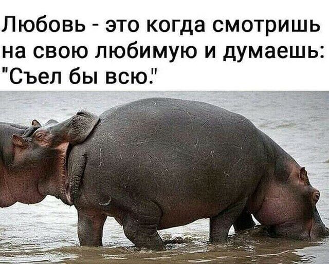 Любовь это когда смотришь на свою любимую и думаешь Съел бы всю