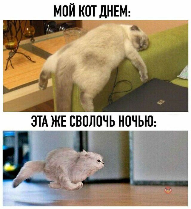 МОЙ КОТ ДНЕМ