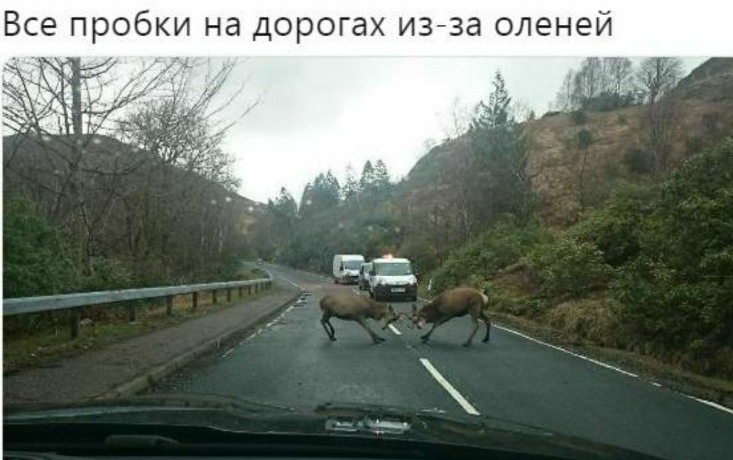 Все пробки на дорогах изза оленей
