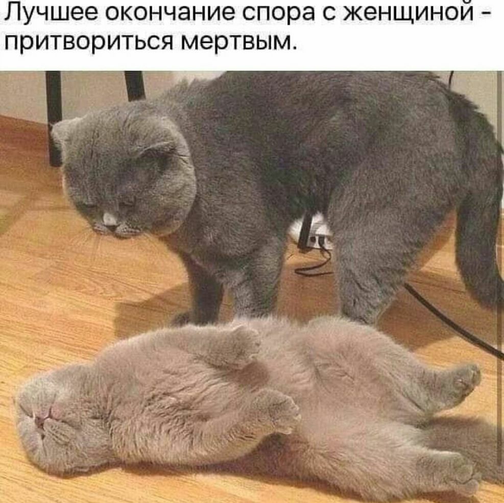лучшее ОКОНЧЭНИЭ спора С женщинои притвориться мертвым 14