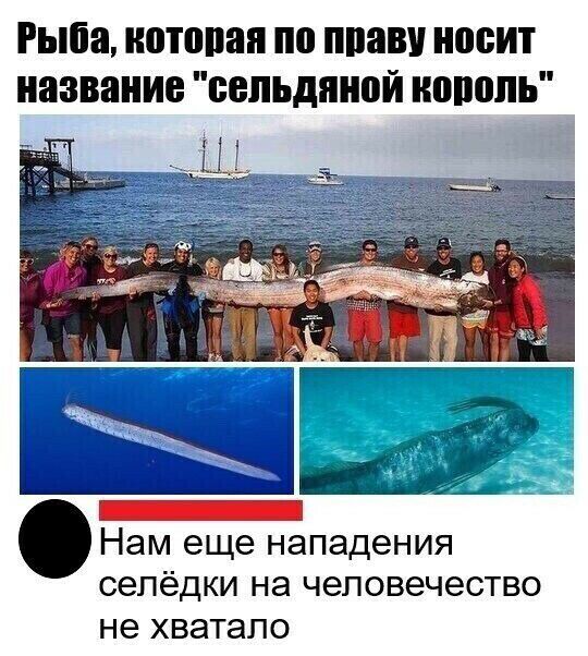 Рыба которая по МВП носит название сельдпной ионоль Нам еще нападения сепёдки на человечество не хватало