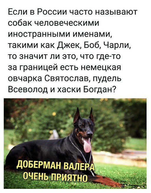 Если в России часто называют собак человеческими иностранными именами такими как Джек Боб Чарли то значит ли это что где то за границей есть немецкая овчарка Святослав пудель Всеволод и хаски Богдан