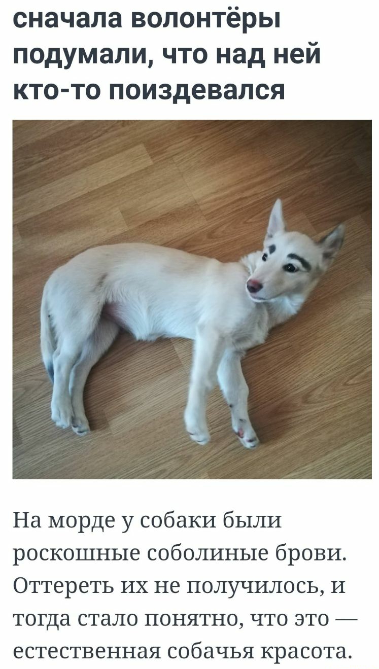 сначала волонтёры подумали что над ней кто то поиздевался На морде у собаки были роскошные соболиные брови Оттереть их не получилось И тогда стало понятно что это естественная собачья красота