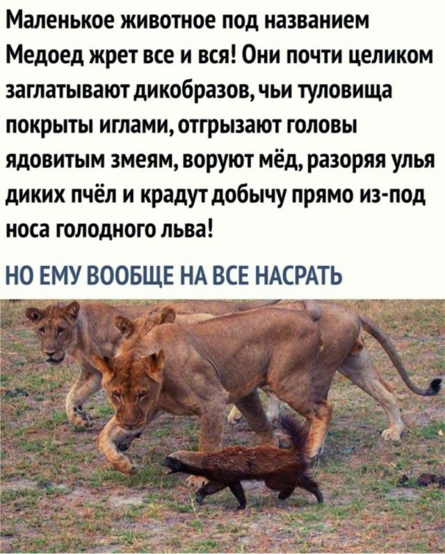 Маленькое животное под названием Медоед жрет все и вся Они почти целиком заглатывают дикобразов чьи туловища покрыты иглами отгрызают головы ядовитым змеям воруют мёд Разоряя улья диких пчёл и крадут добычу прямо из под носа голодного льва НО ЕМУ ВООБЩЕ НА ВСЕ НАСРАТЬ