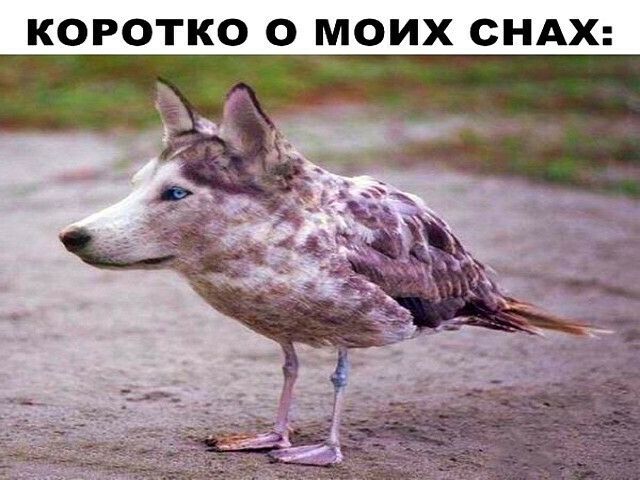 КОРОТКО О МОИХ СНАХ