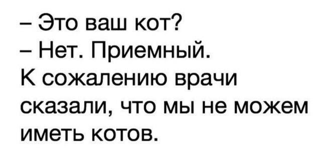 Это ваш кот Нет Приемный К сожалению врачи СКЭЗЗЛИ ЧТО МЫ не можем иметь КОТОВ