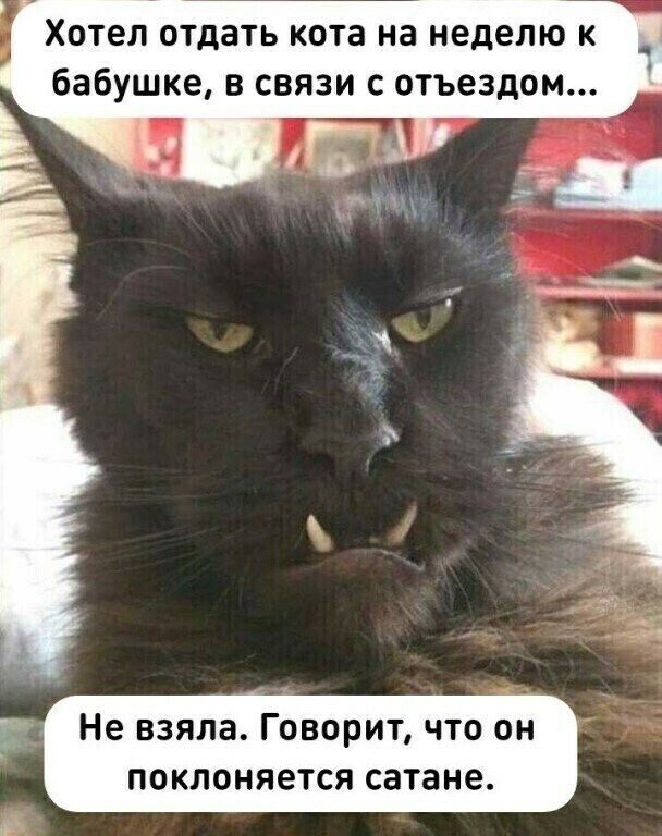 Хотел отдать кота на неделю к бабушке в связи с отъездом Не взяла Говорит что он поклоняется сатане