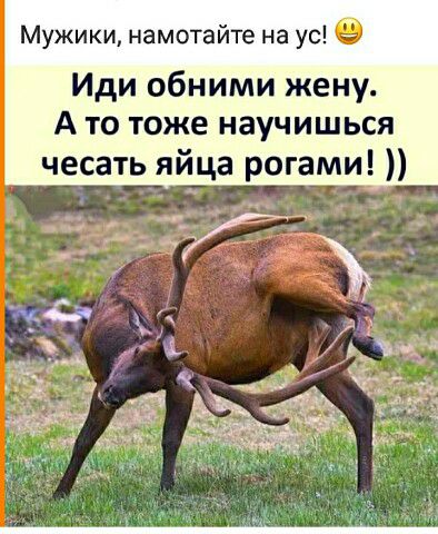 Мужики намотайте на ус О Иди обними жену А то тоже научишься чесать яйца рогами