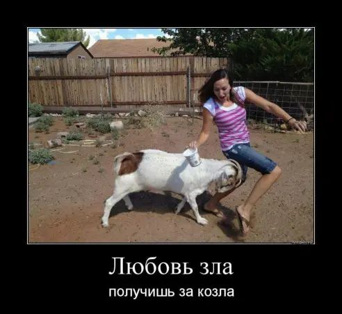 Любовь зла ПОПУЧИШЬ за КОЗПЕ