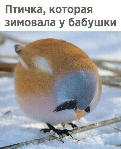 Птичка которая зимовала у бабушки