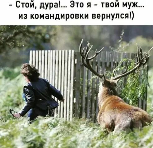 Стаи дура Это я твои муж из командировки вернулся