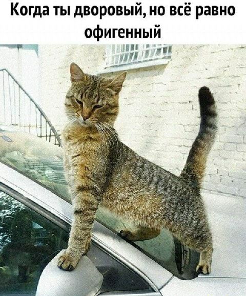 Когда ты дворовый но всё равно офигенный