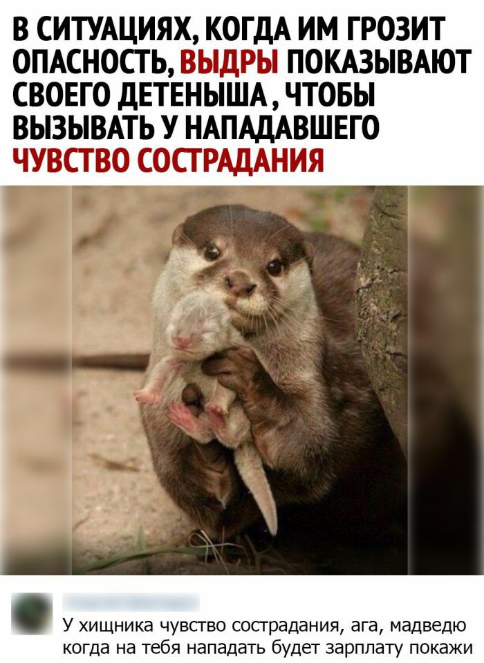 В СИТУАЦИЯХ КОГДА ИМ ГРОЗИТ ОПАСНОСТЬ ВЫДРЫ ПОКАЗЫВАЮТ СВОЕГО дЕТЕНЫША ЧТОБЫ ВЫЗЫВАТЬ У НАПАДАВШЕГО ЧУВСТВО СОСГРАДАНИЯ У хищника чувсгво сострадания ага мадведю когда на тебя нападать будет зарплату покажи