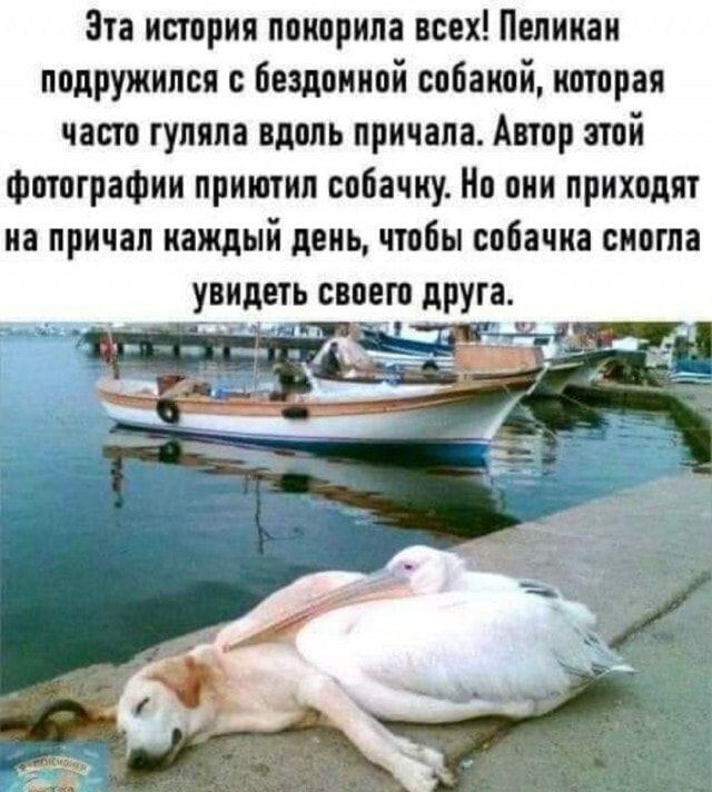 Эта история поиорила всех Пелииаи подружился Бездоииой собакой которая часто гуляла вдоль причала Автор этой Фотографии приютил собачку Но они приходят иа причал каждый день чтобы собачка сингла