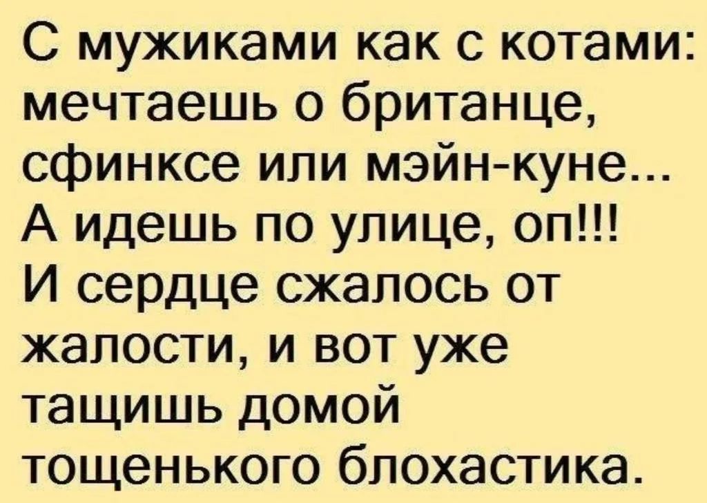 Мечтает о куни. Анекдоты шутки про куни. С мужиками как с котами мечтаешь о британце сфинксе. С мужчинами как с котами мечтаешь о британце сфинксе. Анекдоты про куни.