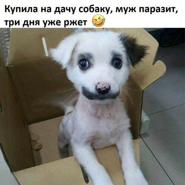 Купила на дачу соба_ку муж паразит три дня уже ржет тк чп