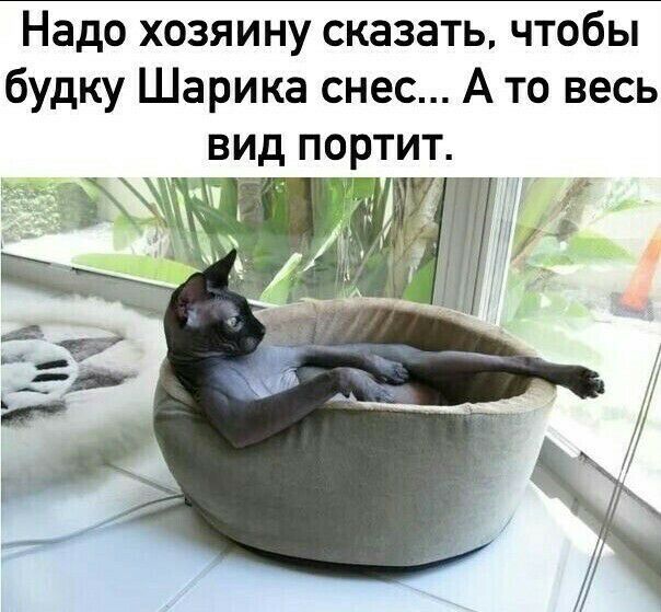 Надо хозяину сказать чтобы будку Шарика снес А то весь вид портит г РГ
