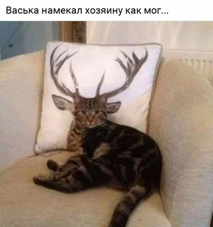 Васька намекал ХОЗЯИНУ КЗК МОГ