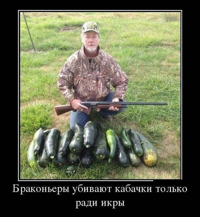 Браконьеры убивают кабачки только ради икры