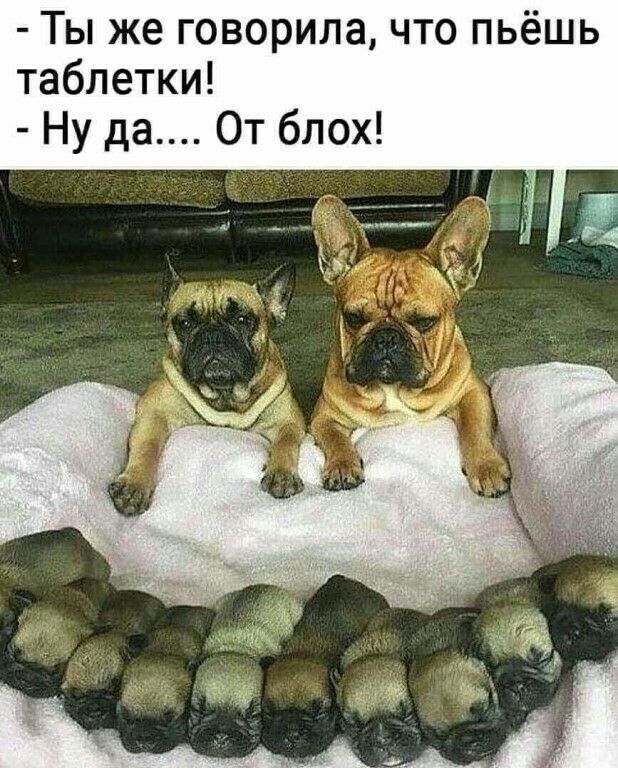 Ты же говорила что пьёшь таблетки Ну да От блох