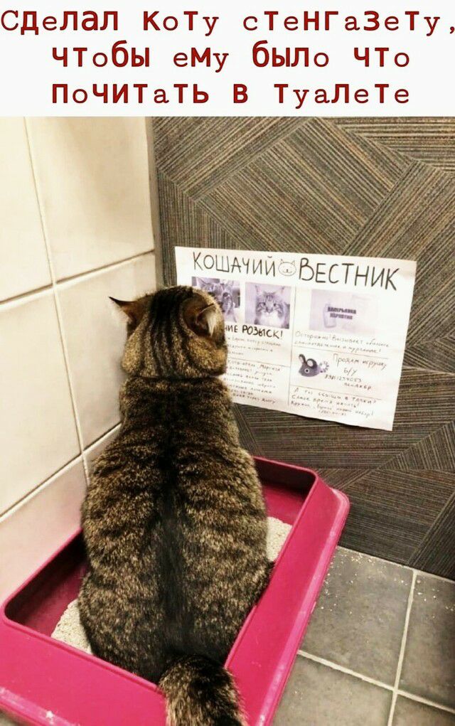 сделал КоТу сТеНГаЗеТу ЧТобы еМу бЫЛо ЧТо ПоЧИТаТЬ В Т аЛеТе