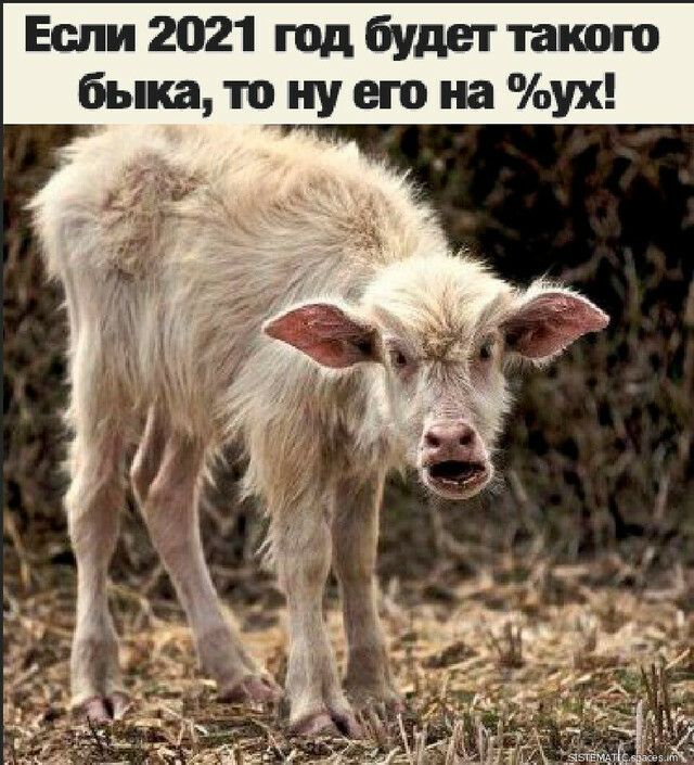 Если 2021 год будет такою быка то_ ну его на ух