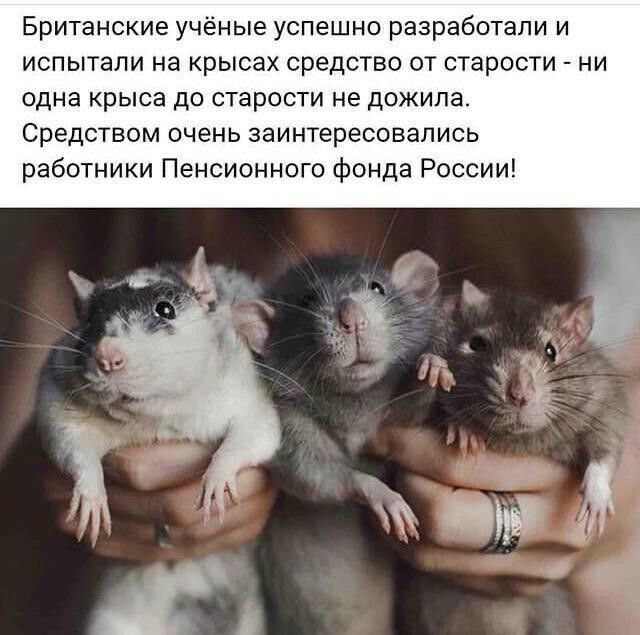 Британские учёные успешно разработали и испытали на крысах средство от старости ни одна крыса до старости не дожила Средством очень заинтересовались работники Пенсионного фонда России