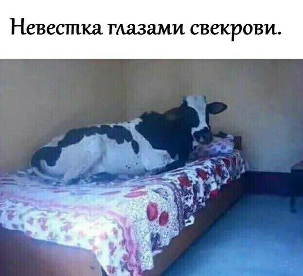 Невестка глазами СВСКРОВИ