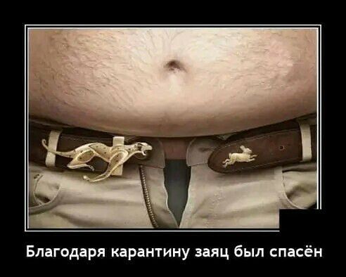 Благодаря карантину заяц был спасён