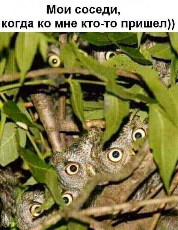 Мои соседи когда ко мне кто то пришел