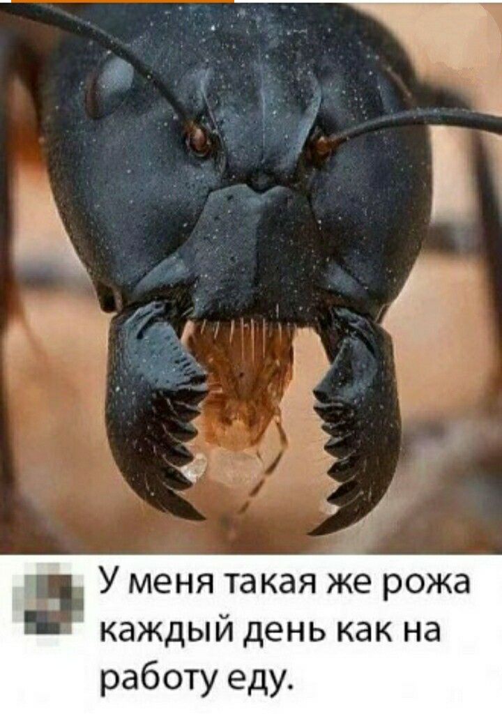 У меня такая же рожа каждый день как на работу еду