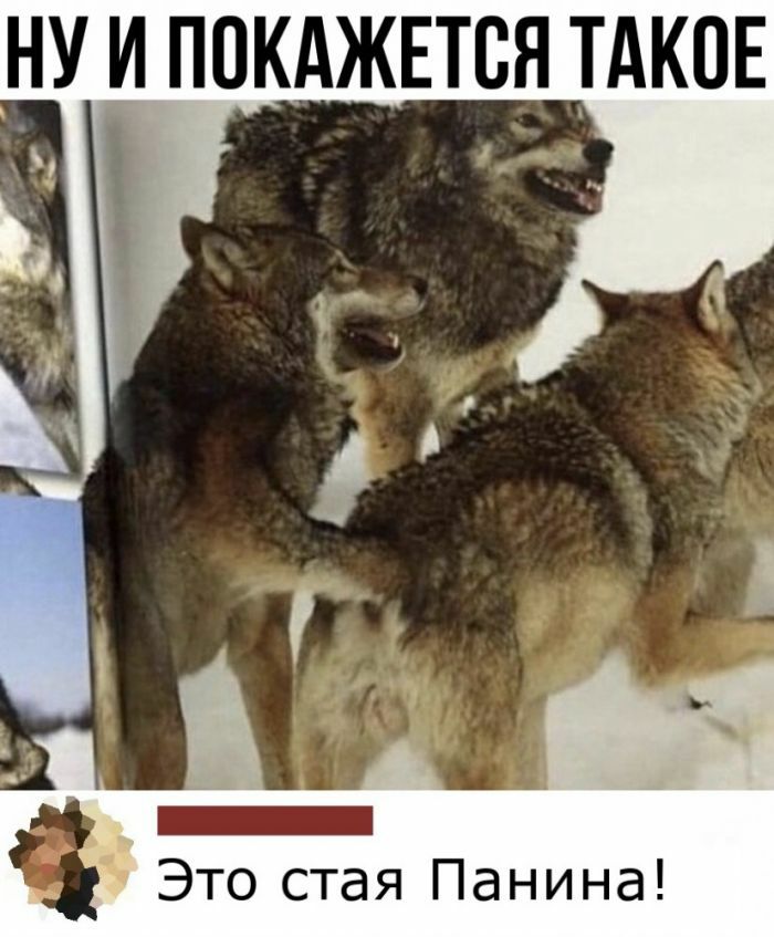 НУ И ППКАЖЕТВЯ ТАКОЕ Это стая Панина
