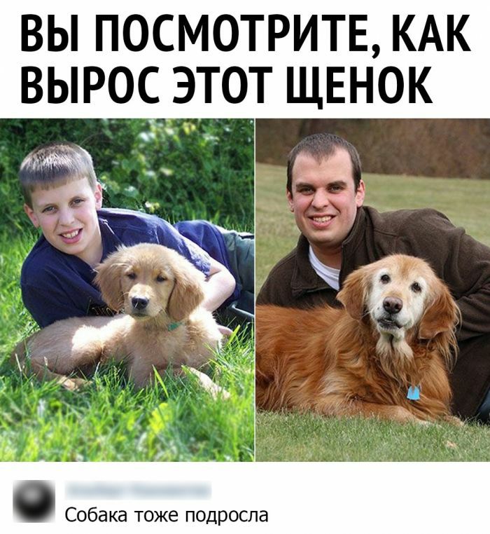 вы посмотрите КАК вырос этот щенок Собака тоже подросла