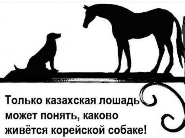 Только казахская лошадь может понять каково живётся корейской собаке