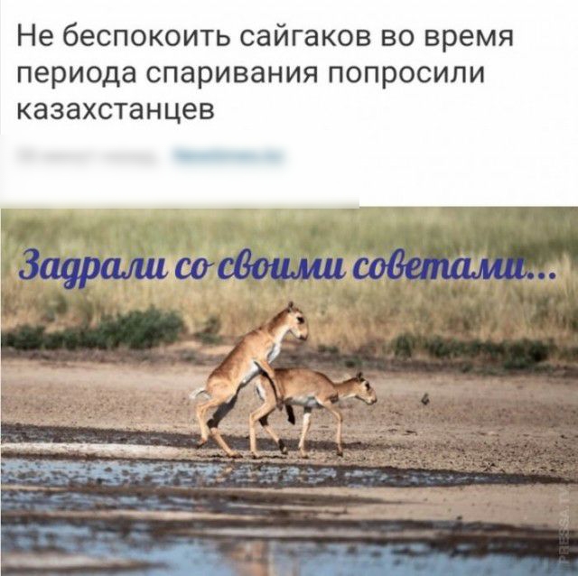 Не беспокоить сайгаков во время периода спаривания попросили казахстанцев