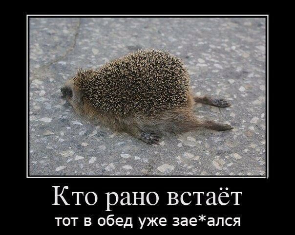Кто рано встаёт тот в обед уже заеался